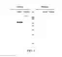 Fig. 05 - BIOCHEMISTRY REACTIVE MATERIAL AND DEVICE FOR ELIMINATING ELECTRONEGATIVE LOW-DENSITY LIPOPROTEIN (LDL) AND METHOD FOR TREATING BLOOD OR PLASMA EX VIVO TO ELIMINATE ELECTRONEGATIVE LOW-DENSITY LIPOPROTEIN THEREIN
