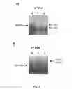Fig. 04 - Method for recovering two or more genes, or gene products, encoding an immunoreceptor