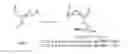Fig. 01 - 2′/3′/5′-(R/S)-serinyl functionalized oligonucleotides