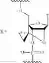 Fig. 29 - Crosslinked nucleoside and nucleotide