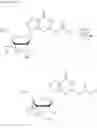Fig. 55 - Crosslinked nucleoside and nucleotide