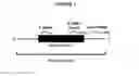 Fig. 02 - tRNA derived small RNAs (tsRNAs) involved in cell viability