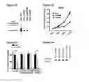 Fig. 05 - tRNA derived small RNAs (tsRNAs) involved in cell viability