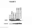 Fig. 08 - tRNA derived small RNAs (tsRNAs) involved in cell viability
