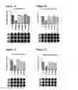 Fig. 09 - tRNA derived small RNAs (tsRNAs) involved in cell viability