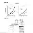Fig. 10 - tRNA derived small RNAs (tsRNAs) involved in cell viability