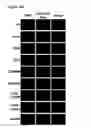Fig. 15 - tRNA derived small RNAs (tsRNAs) involved in cell viability
