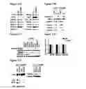 Fig. 20 - tRNA derived small RNAs (tsRNAs) involved in cell viability