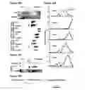 Fig. 21 - tRNA derived small RNAs (tsRNAs) involved in cell viability