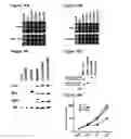 Fig. 22 - tRNA derived small RNAs (tsRNAs) involved in cell viability