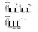 Fig. 25 - tRNA derived small RNAs (tsRNAs) involved in cell viability
