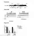 Fig. 27 - tRNA derived small RNAs (tsRNAs) involved in cell viability