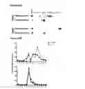 Fig. 28 - tRNA derived small RNAs (tsRNAs) involved in cell viability