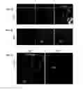 Fig. 02 - Methods for producing enteroendocrine cells that make and secrete insulin