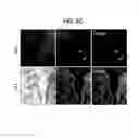 Fig. 06 - Methods for producing enteroendocrine cells that make and secrete insulin