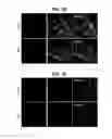 Fig. 07 - Methods for producing enteroendocrine cells that make and secrete insulin