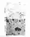 Fig. 26 - Methods for producing enteroendocrine cells that make and secrete insulin