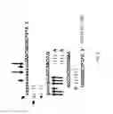 Fig. 07 - CRISPR-BASED COMPOSITIONS AND METHODS OF USE