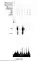 Fig. 20 - Polycomb-associated non-coding RNAs