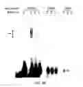 Fig. 22 - Polycomb-associated non-coding RNAs