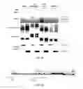 Fig. 23 - Polycomb-associated non-coding RNAs