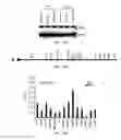Fig. 46 - Polycomb-associated non-coding RNAs