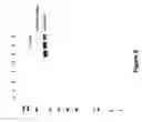 Fig. 06 - Recombinant RNA particles and methods of producing proteins
