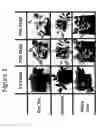 Fig. 02 - COMPOSITIONS AND METHODS FOR REDUCING PATHOGEN-INDUCED CITRUS GREENING