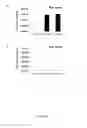 Fig. 06 - Regulatory nucleic acid molecules for enhancing seed-specific and/or seed-preferential gene expression in plants