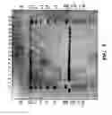 Fig. 06 - Soybean event DP-305423-1 and compositions and methods for the identification and/or detection thereof