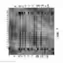 Fig. 08 - Soybean event DP-305423-1 and compositions and methods for the identification and/or detection thereof