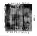 Fig. 09 - Soybean event DP-305423-1 and compositions and methods for the identification and/or detection thereof