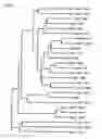 Fig. 02 - Polynucleotide encoding NF-YB derived from jatropha and use thereof