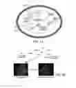 Fig. 02 - Engineered Cellular Pathways for Programmed Autoregulation of Differentiation