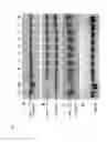 Fig. 04 - Vertebrate cells and methods for recombinantly expressing a polypeptide of interest