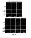 Fig. 07 - Probes for rapid and specific detection of mycobacteria