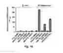 Fig. 32 - Probes for rapid and specific detection of mycobacteria