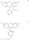 Fig. 45 - Probes for rapid and specific detection of mycobacteria