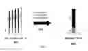 Fig. 04 - Methods for synchronizing nucleic acid molecules