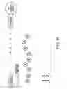 Fig. 10 - Phase-protecting reagent flow ordering for use in sequencing-by-synthesis