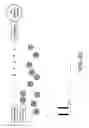 Fig. 11 - Phase-protecting reagent flow ordering for use in sequencing-by-synthesis