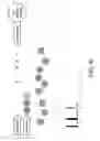 Fig. 13 - Phase-protecting reagent flow ordering for use in sequencing-by-synthesis