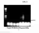 Fig. 03 - METHODS OF SELECTING ANTIBODIES AND ANTIBODY FRAGMENTS