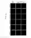 Fig. 14 - REACTIVATION OF X CHROMOSOME GENES
