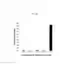 Fig. 22 - REACTIVATION OF X CHROMOSOME GENES