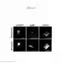 Fig. 41 - REACTIVATION OF X CHROMOSOME GENES