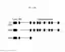Fig. 44 - REACTIVATION OF X CHROMOSOME GENES