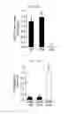 Fig. 45 - REACTIVATION OF X CHROMOSOME GENES