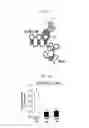 Fig. 46 - REACTIVATION OF X CHROMOSOME GENES
