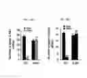 Fig. 55 - REACTIVATION OF X CHROMOSOME GENES